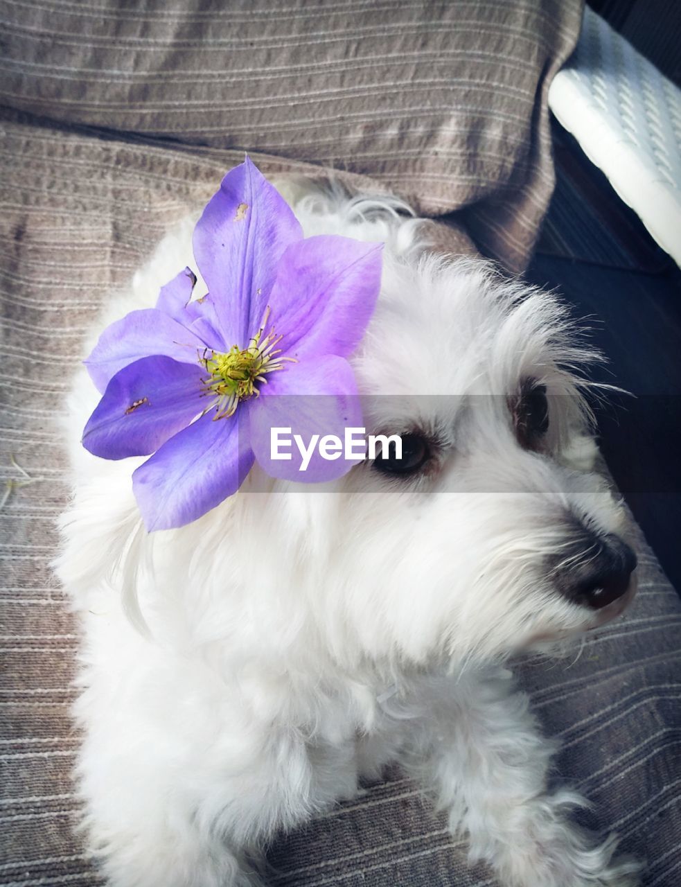 CLOSE-UP OF A DOG ON WHITE FLOWER