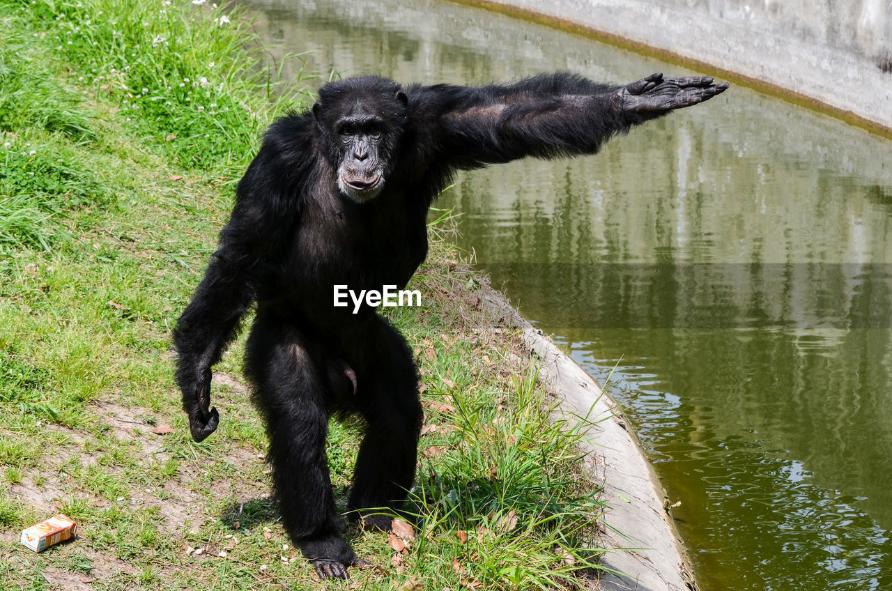 Close-up of chimpanzee standing by canal at zoo