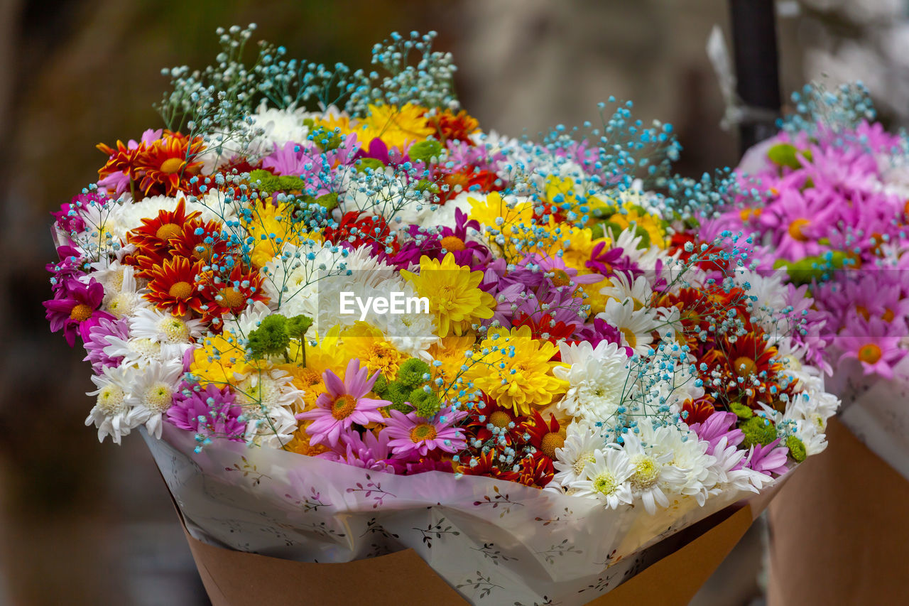 CLOSE-UP OF MULTI COLORED FLOWER PLANTS