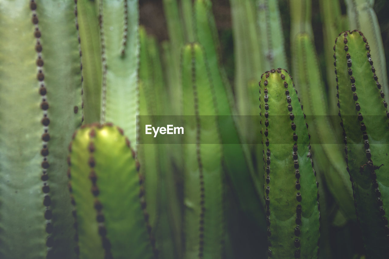 CLOSE-UP OF CACTUS PLANT