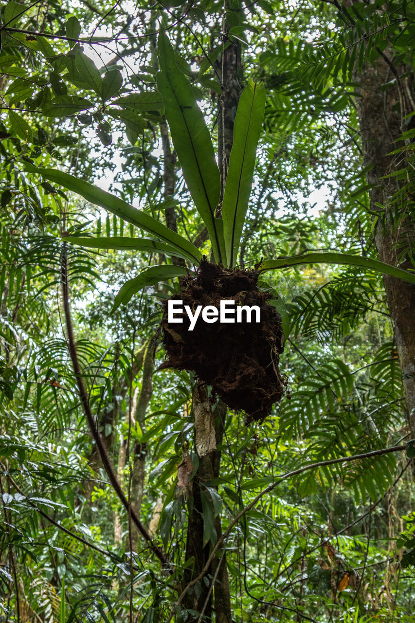 CLOSE-UP OF PLANTS GROWING IN FOREST