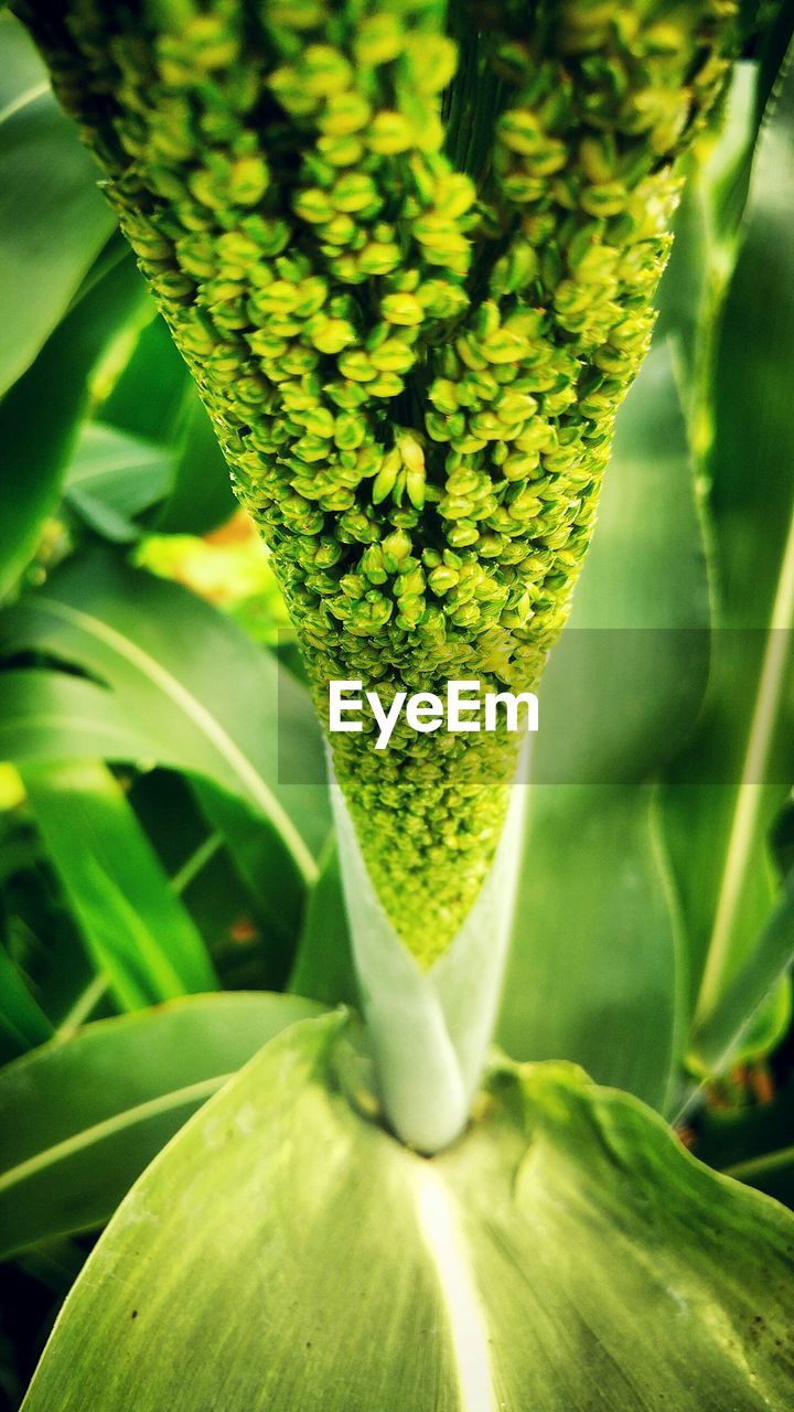 Close-up of green plant