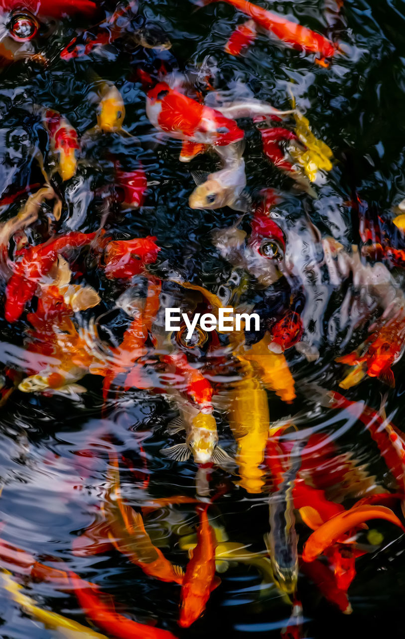 Full frame shot of koi carps swimming pond