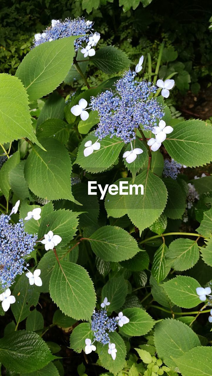 CLOSE-UP OF PURPLE FLOWERING PLANT LEAVES