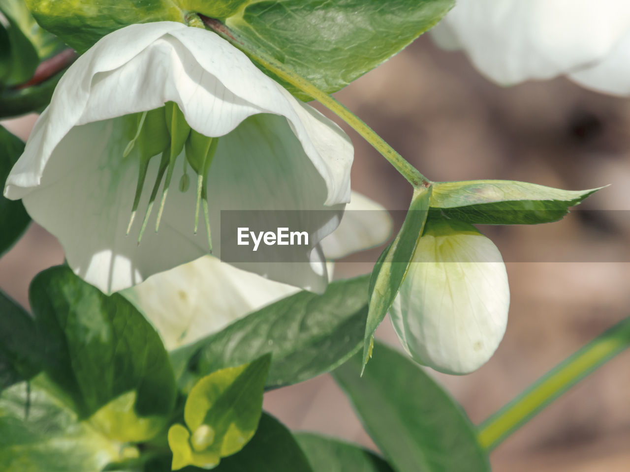 CLOSE-UP OF WHITE FLOWERS