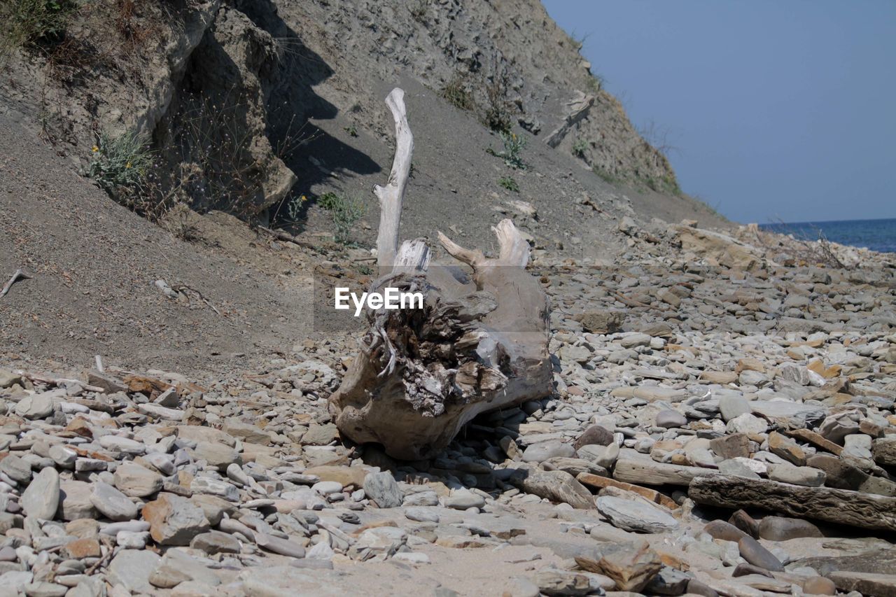 VIEW OF CRAB ON ROCK