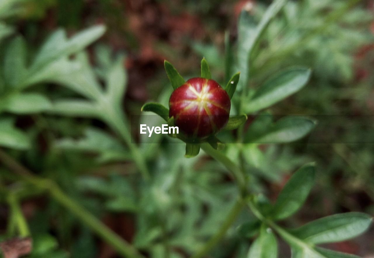 CLOSE-UP VIEW OF FRUIT