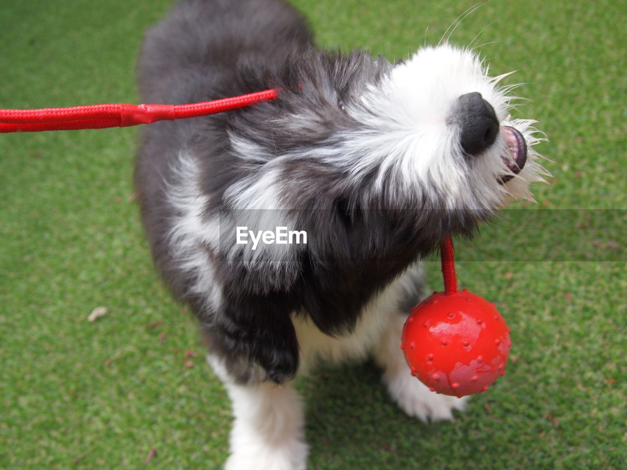 Dog playing with ball on grass