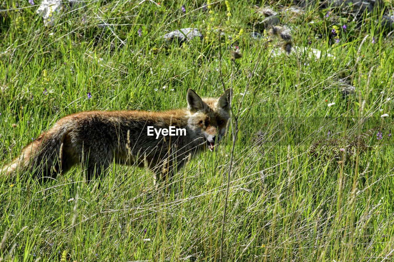 Portrait of a fox on field