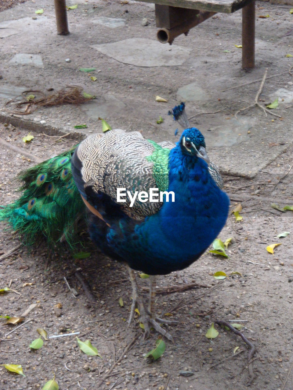 HIGH ANGLE VIEW OF PEACOCK WITH FEATHERS ON THE GROUND