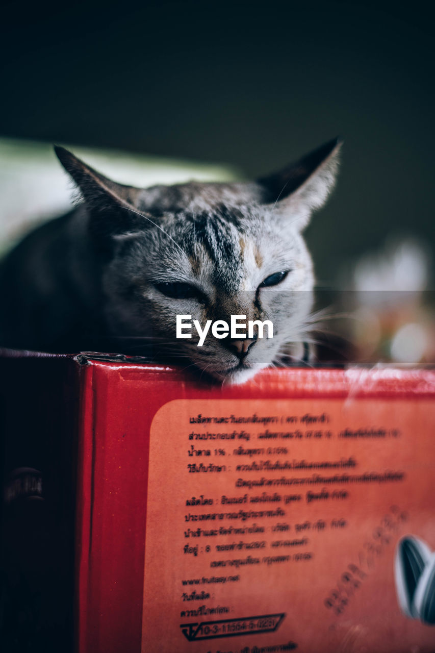 CLOSE-UP OF A CAT WITH EYES CLOSED