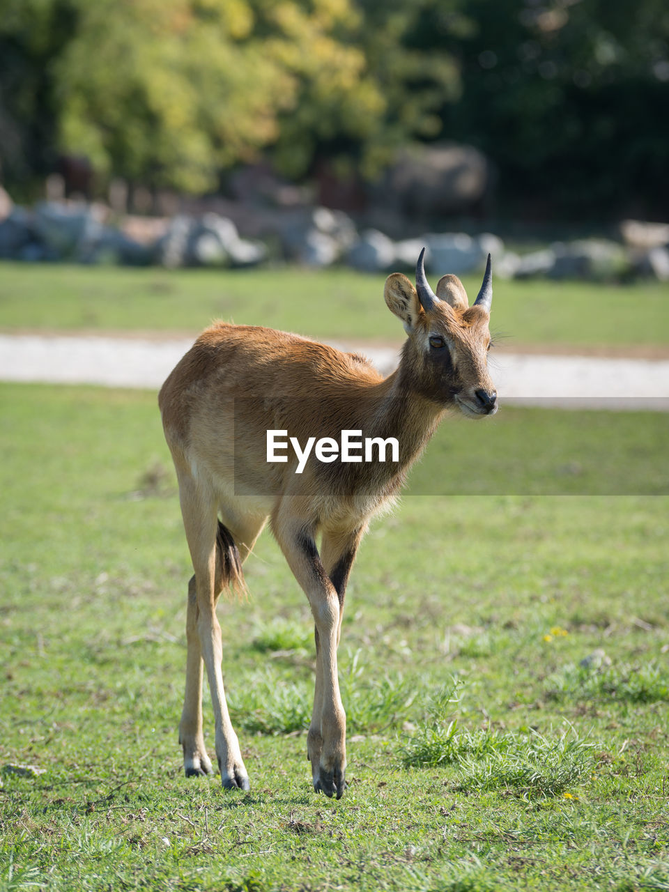 Deer standing on field