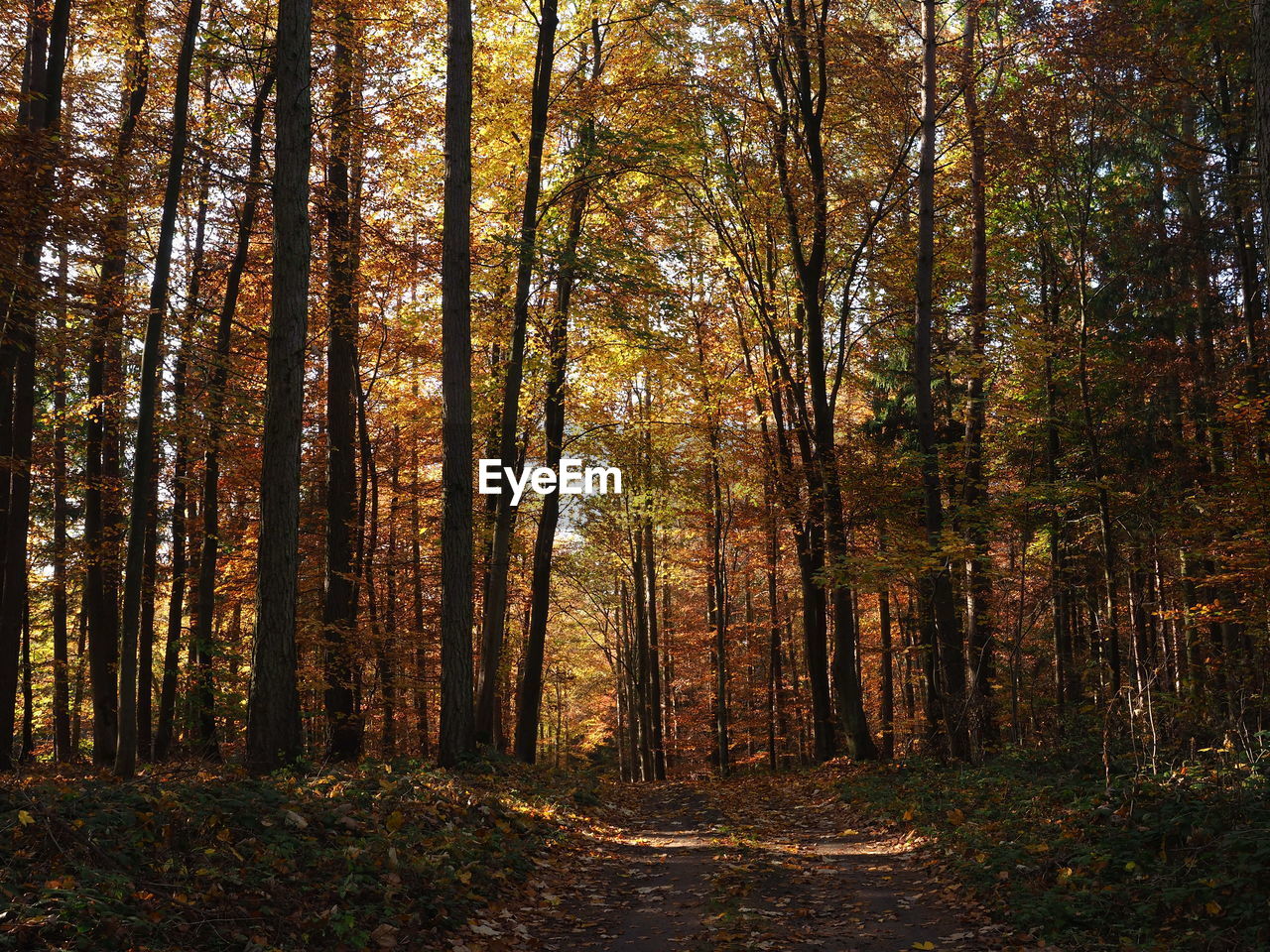 A path in the autumn forest - north western poland