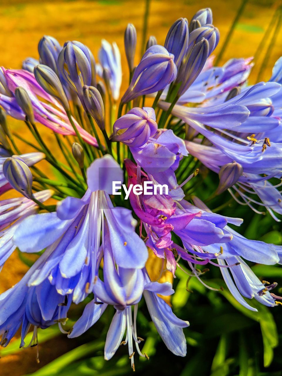 Close-up of purple flowering plant