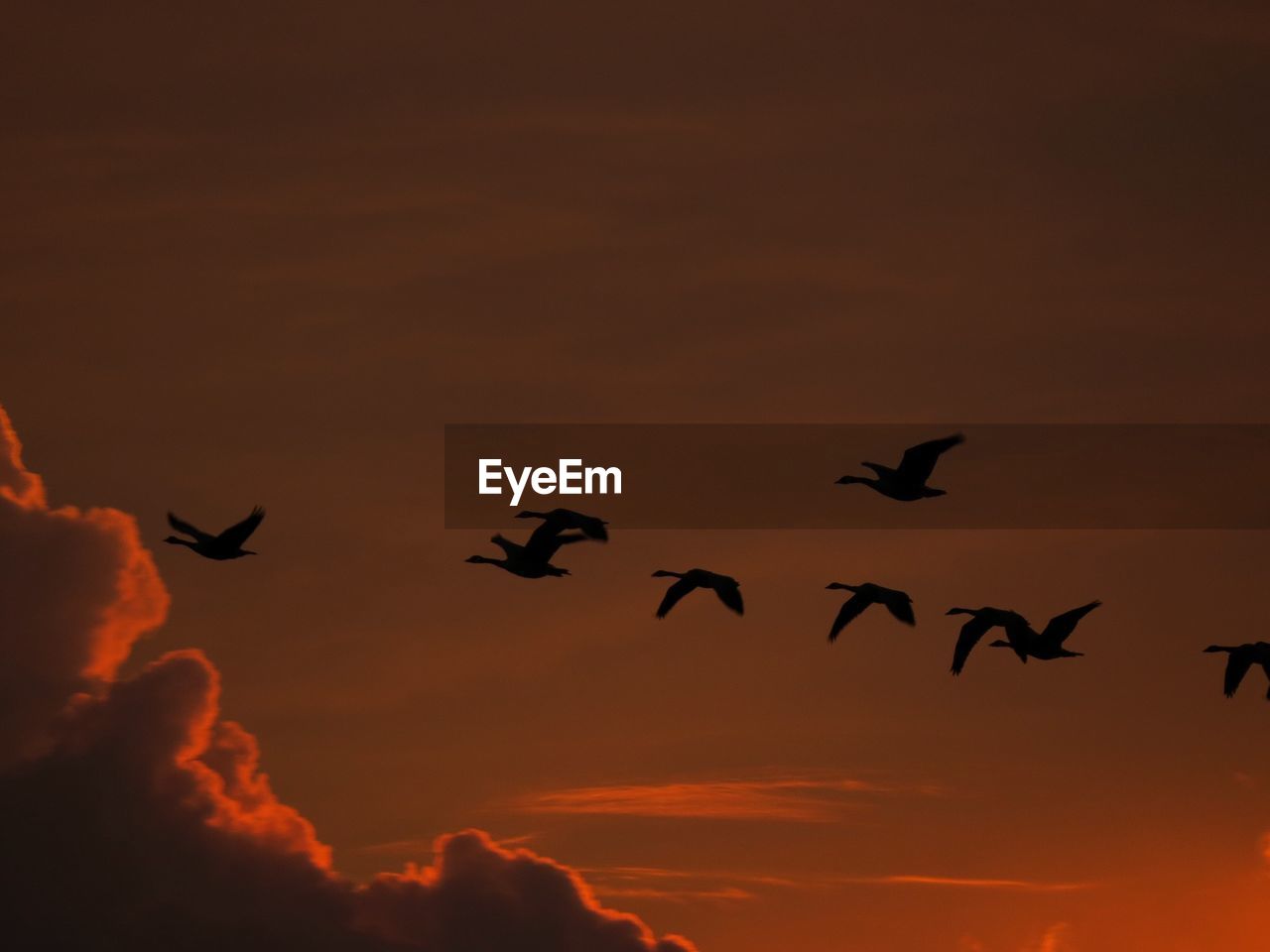 Low angle view of birds flying in sky