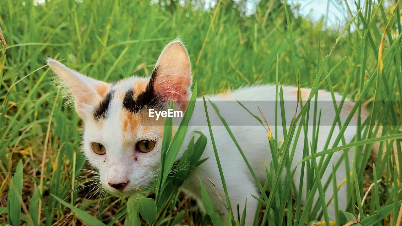 PORTRAIT OF CAT ON GRASS