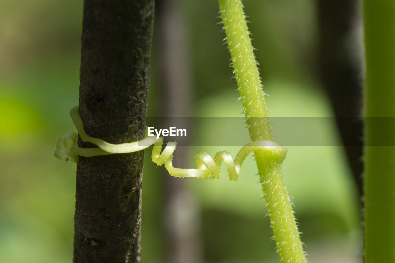 Young cucumber tendril wrap around at dry branch in front of blur background