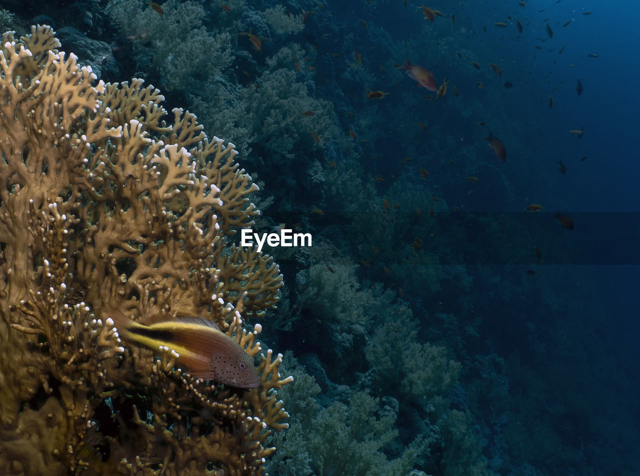 A freckled hawkfish - paracirrhites forsteri - in the red sea, egypt