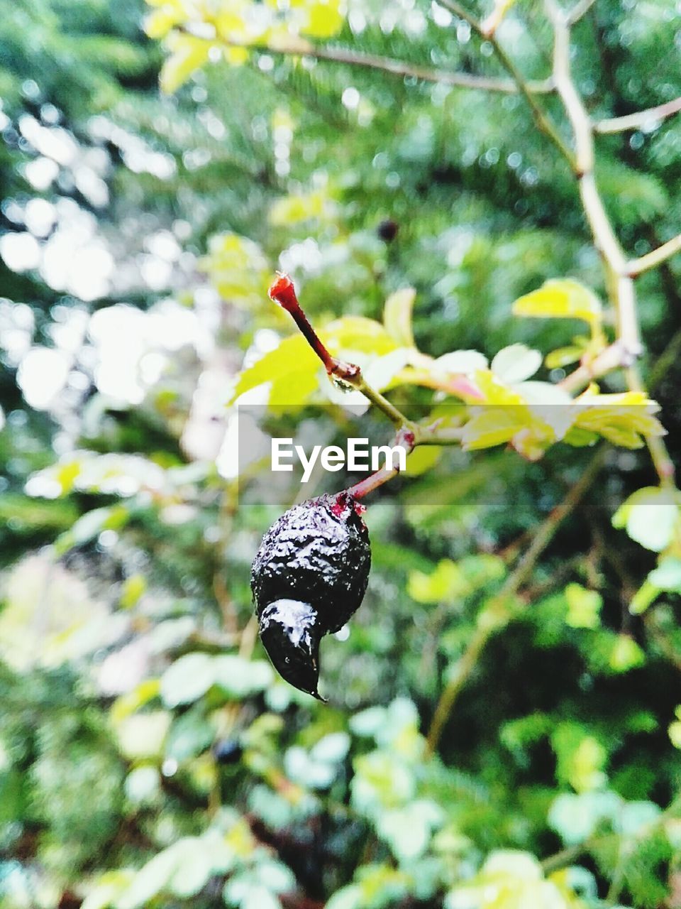 Close-up of bud growing on tree