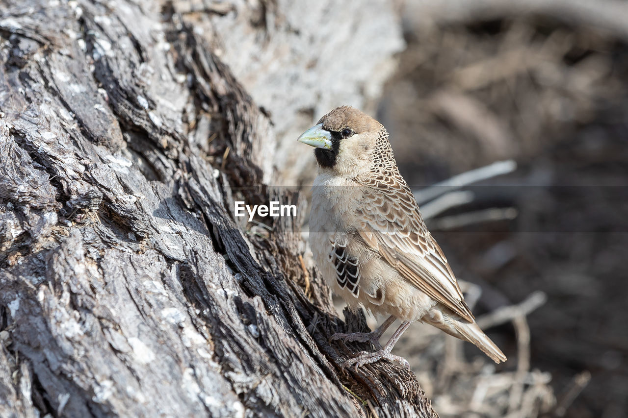 VIEW OF BIRD PERCHING ON ROCK