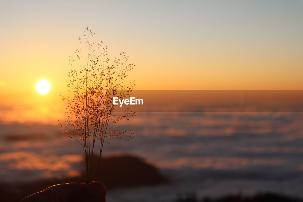 Close-up of hand holding plant during sunset