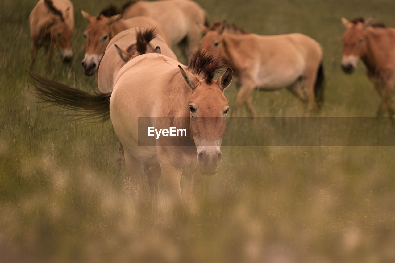 Wild horses on grassland