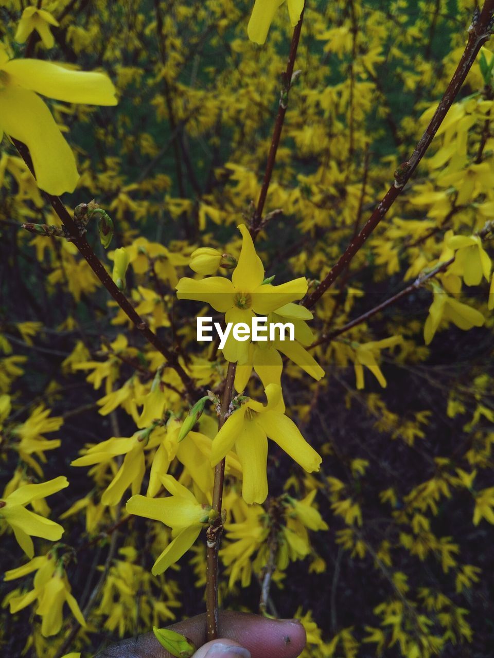 CLOSE-UP OF YELLOW FLOWER