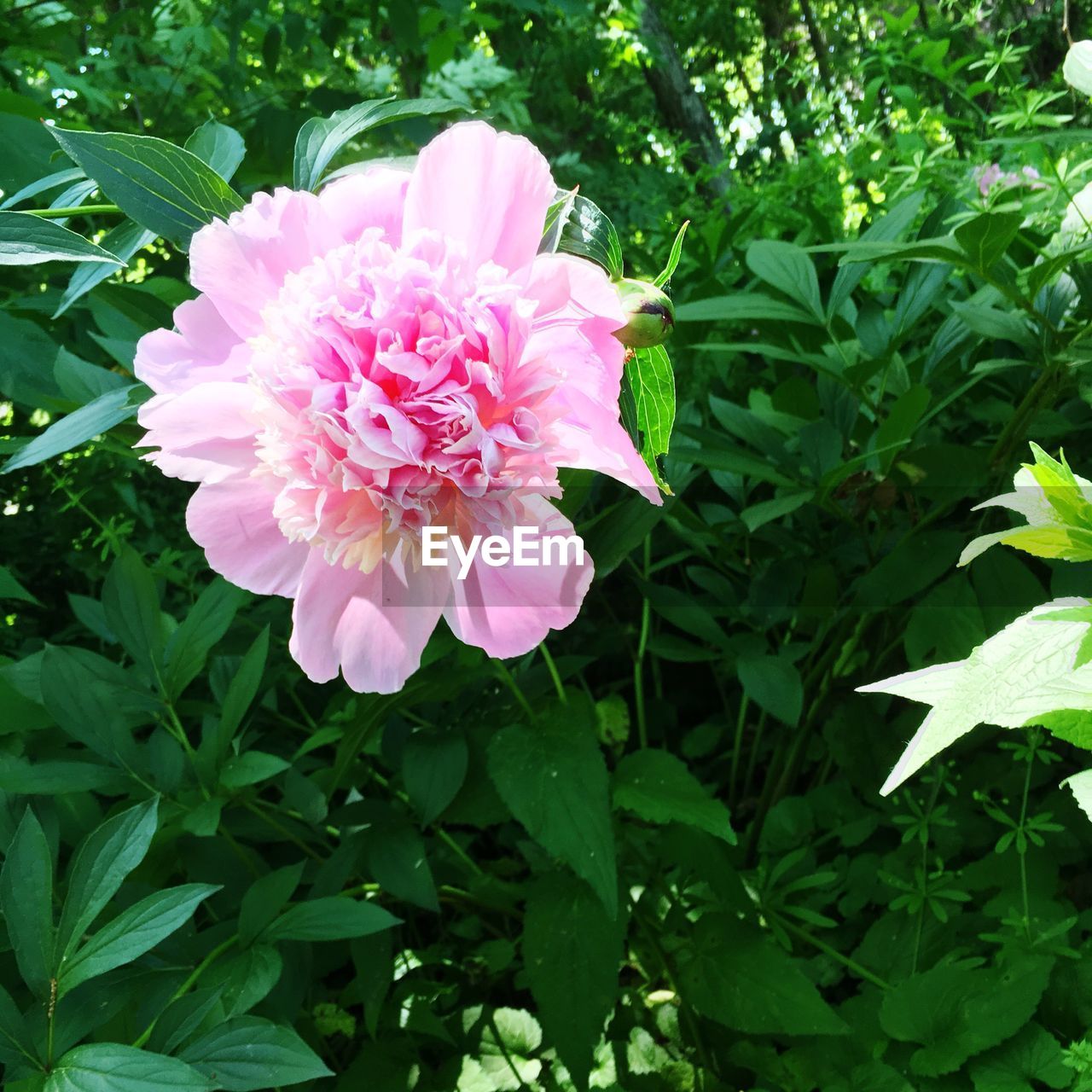 CLOSE-UP OF PINK FLOWER BLOOMING IN PARK