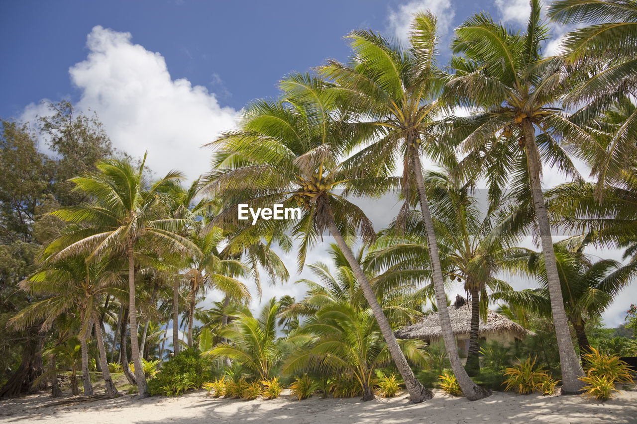 TREES BY PALM TREE AGAINST SKY