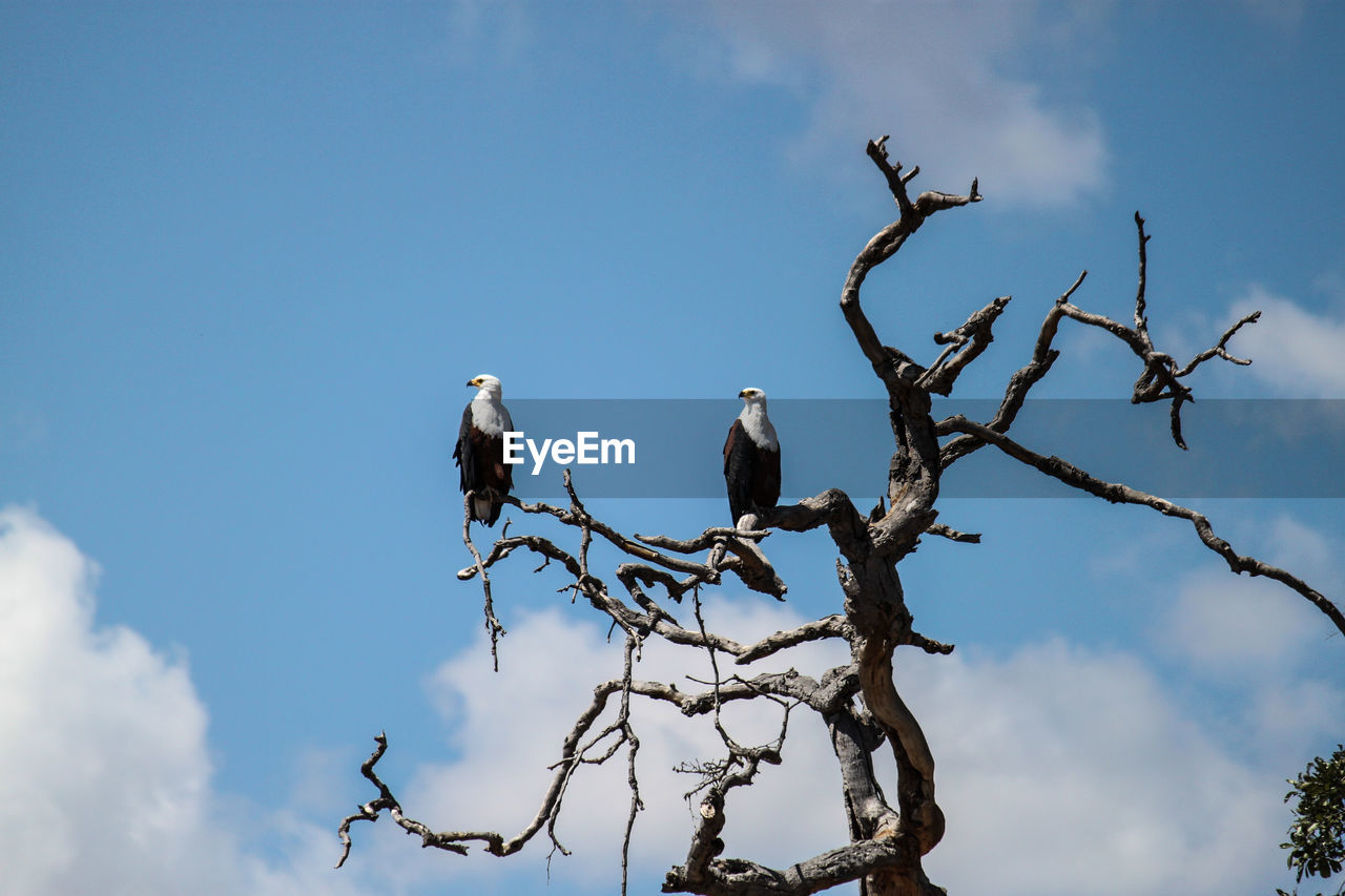 Low angle view of birds perching on bare tree against sky