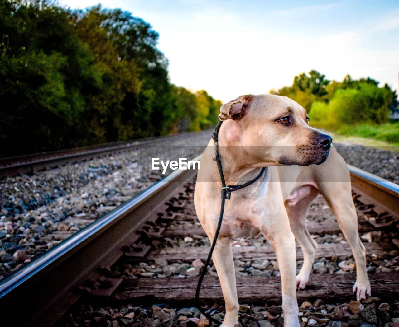 Close-up of dog standing on railroad track against sky