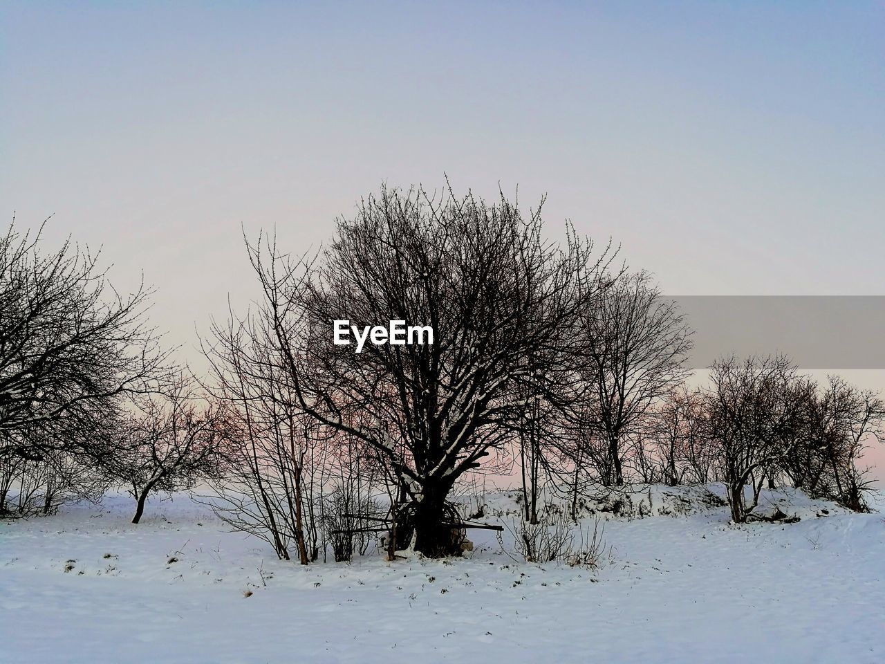 CLOSE-UP OF BIRDS ON TREE AGAINST SKY