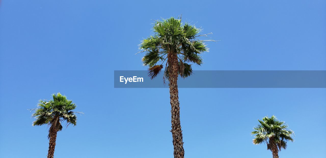 Low angle view of coconut palm tree against clear blue sky