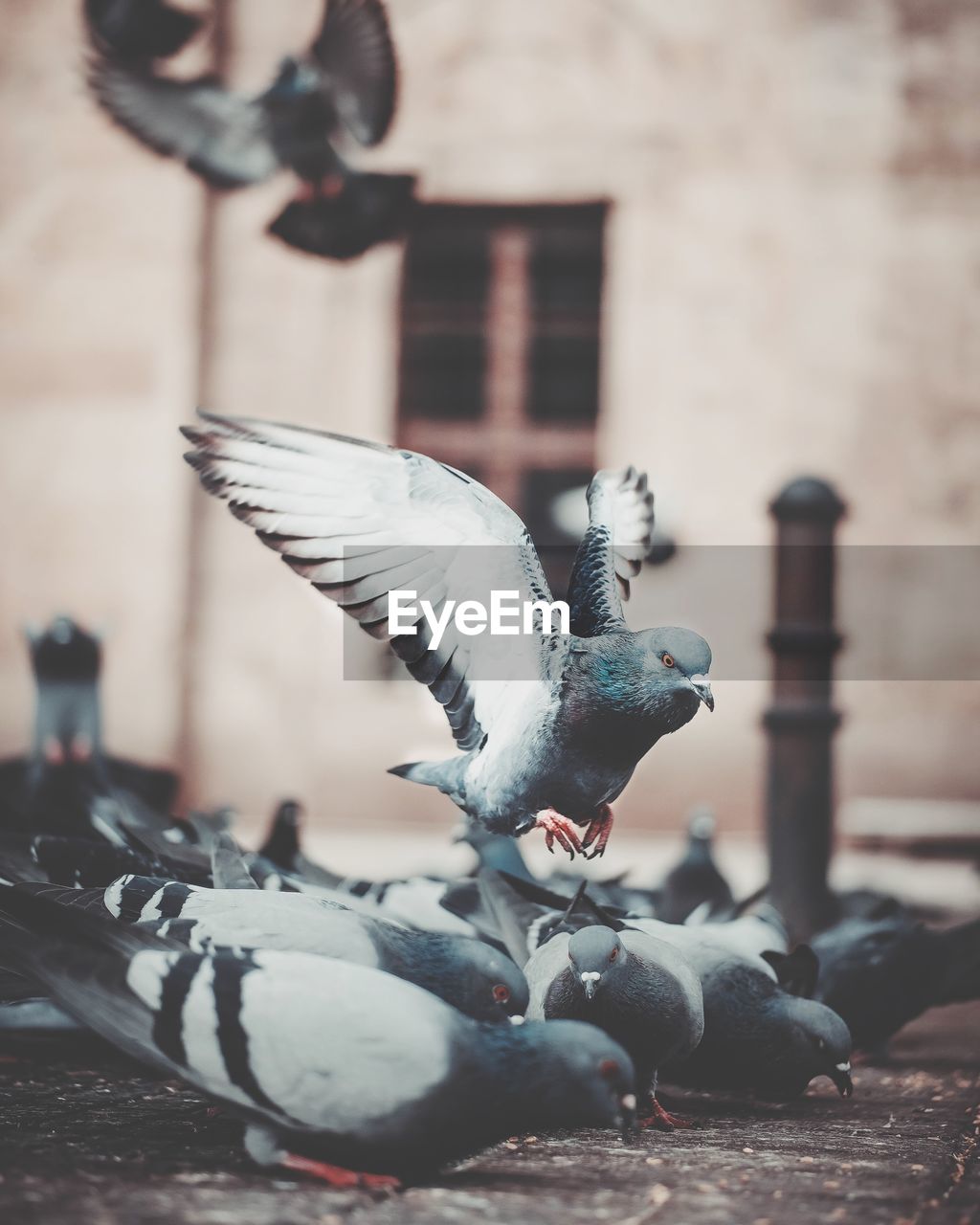 Close-up of bird flying