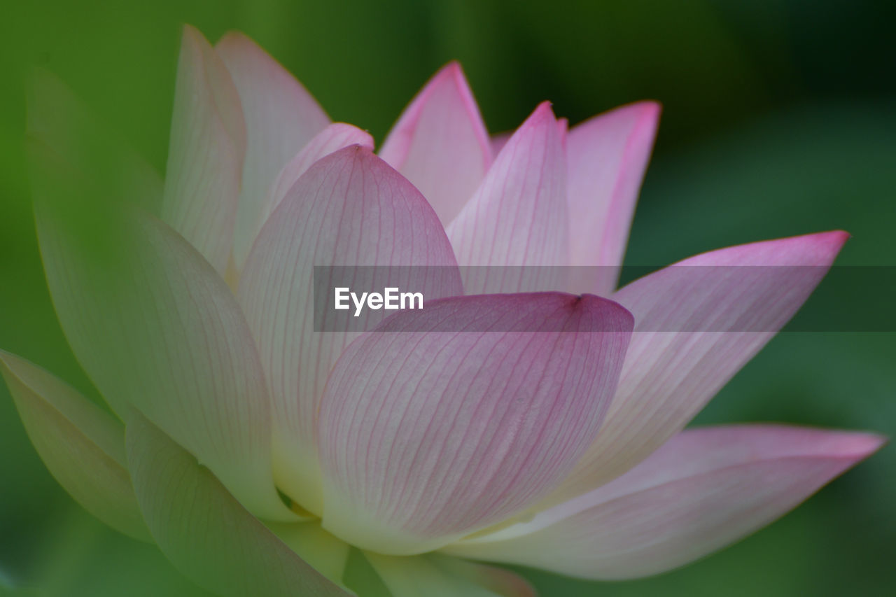 flower, flowering plant, aquatic plant, plant, freshness, beauty in nature, water lily, proteales, pink, petal, close-up, lotus water lily, fragility, leaf, inflorescence, flower head, nature, pond, plant part, lily, no people, water, growth, green, macro photography, focus on foreground, outdoors, springtime, plant stem, blossom
