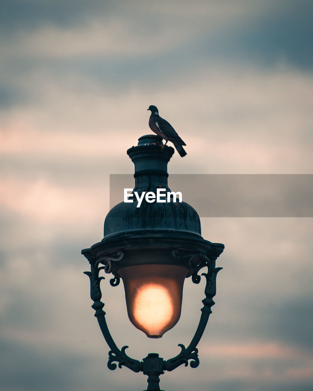 Pigeon  on street light