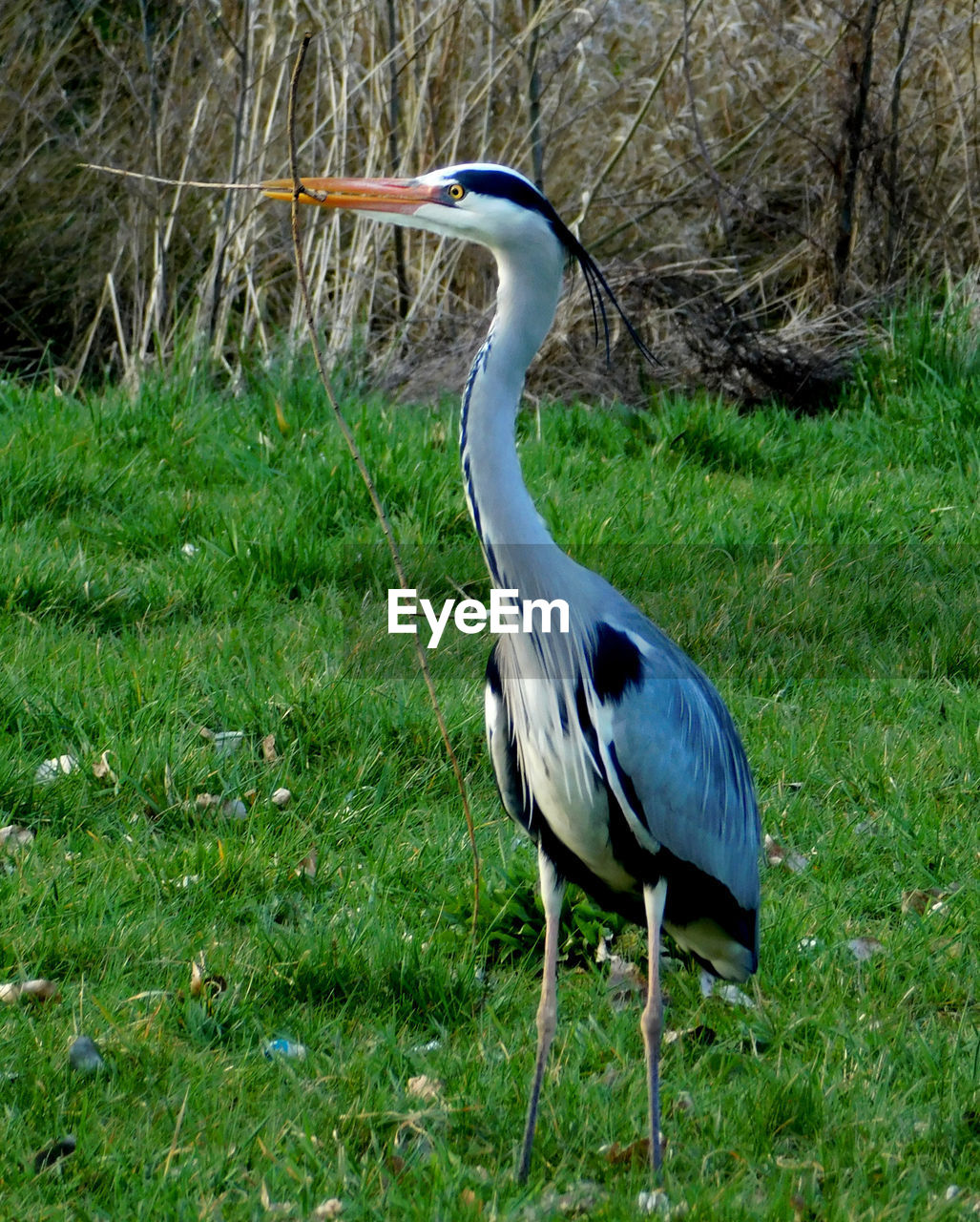 SIDE VIEW OF A BIRD