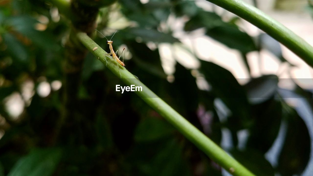 CLOSE-UP OF GRASSHOPPER ON PLANT