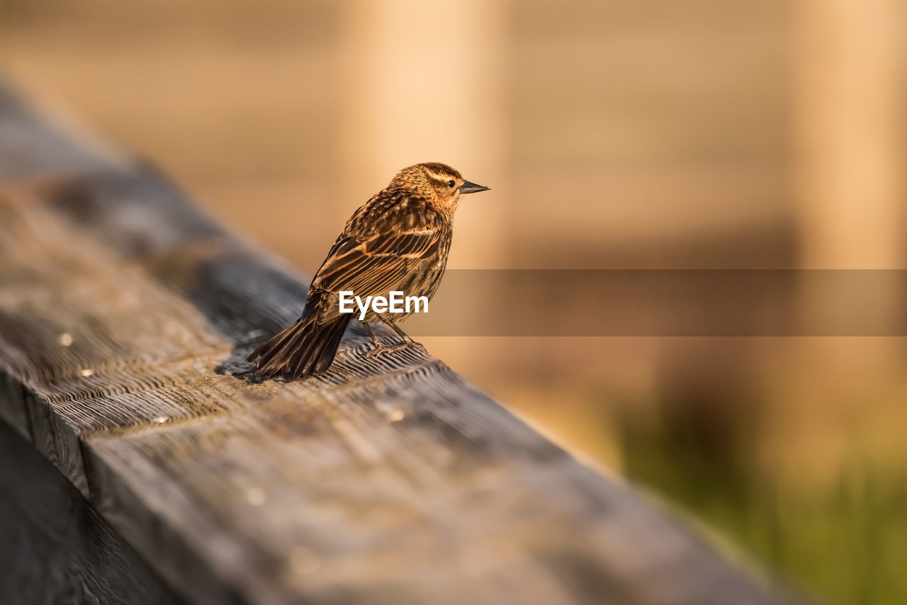 Close-up of bird perching on wood