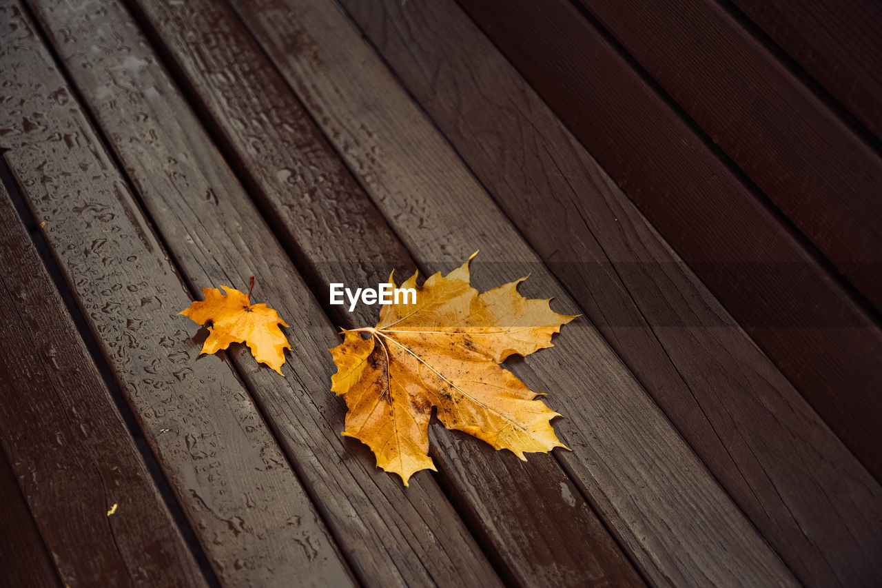 High angle view of maple leaves on wood