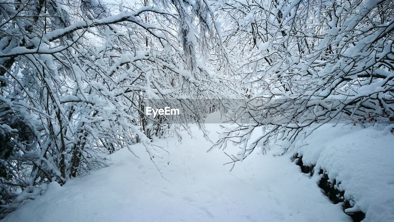 SNOW COVERED TREES IN FOREST