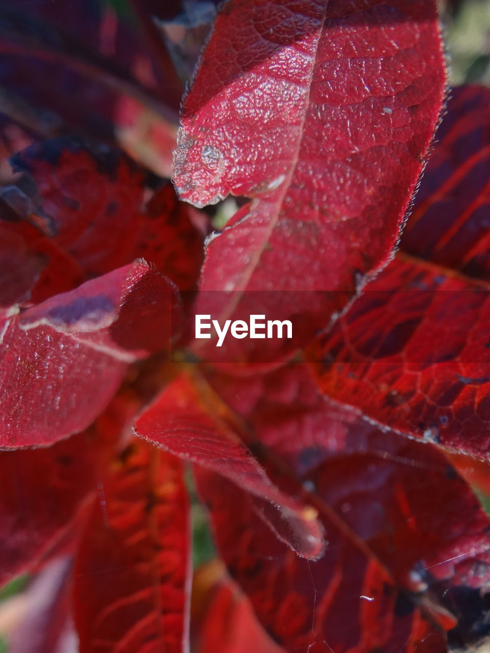 CLOSE-UP OF RED LEAVES ON BRANCH