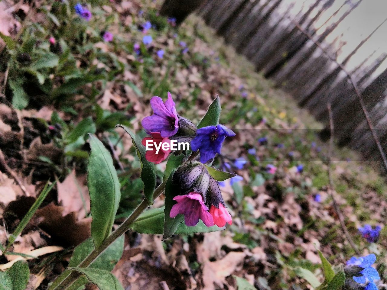 Close-up of purple flowers