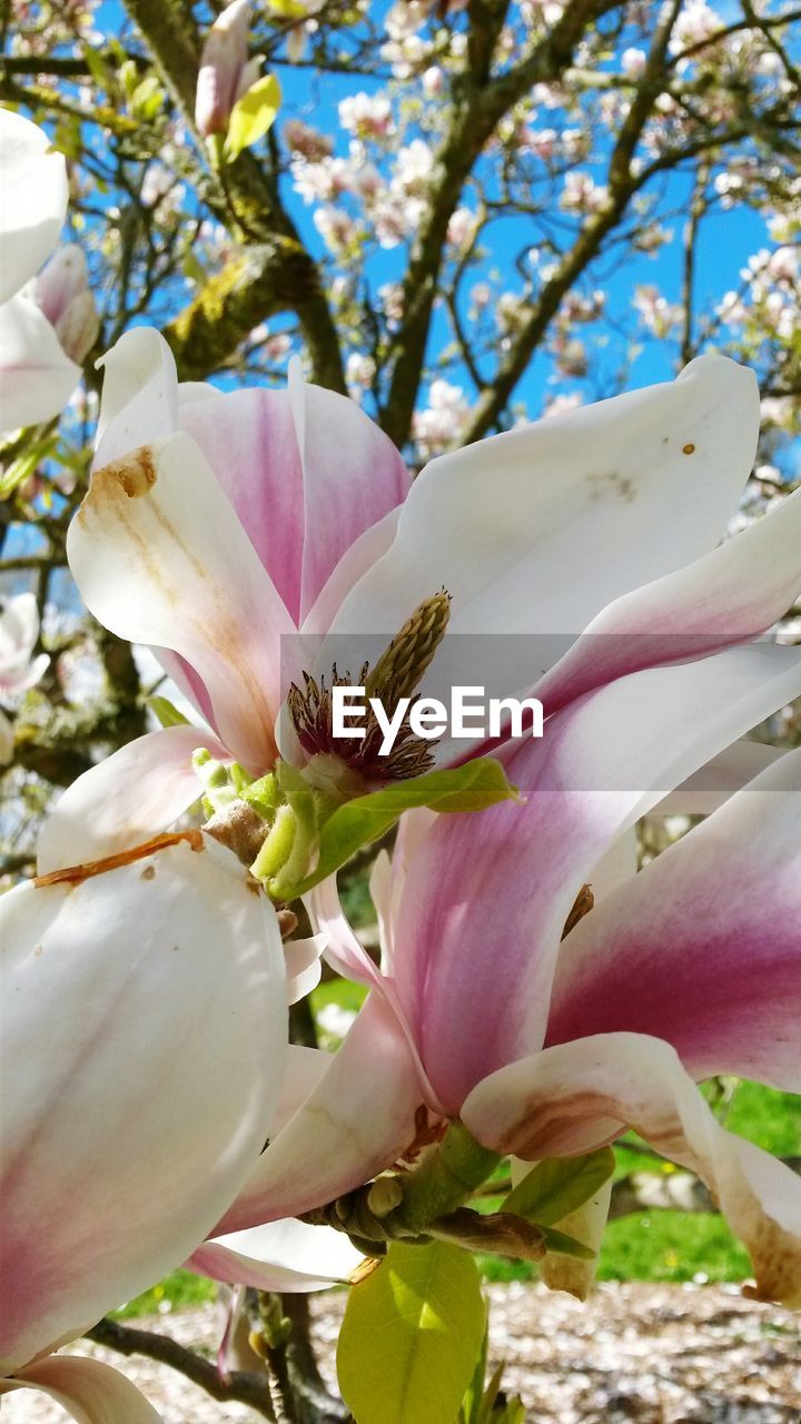 Close-up of pink magnolia on branch