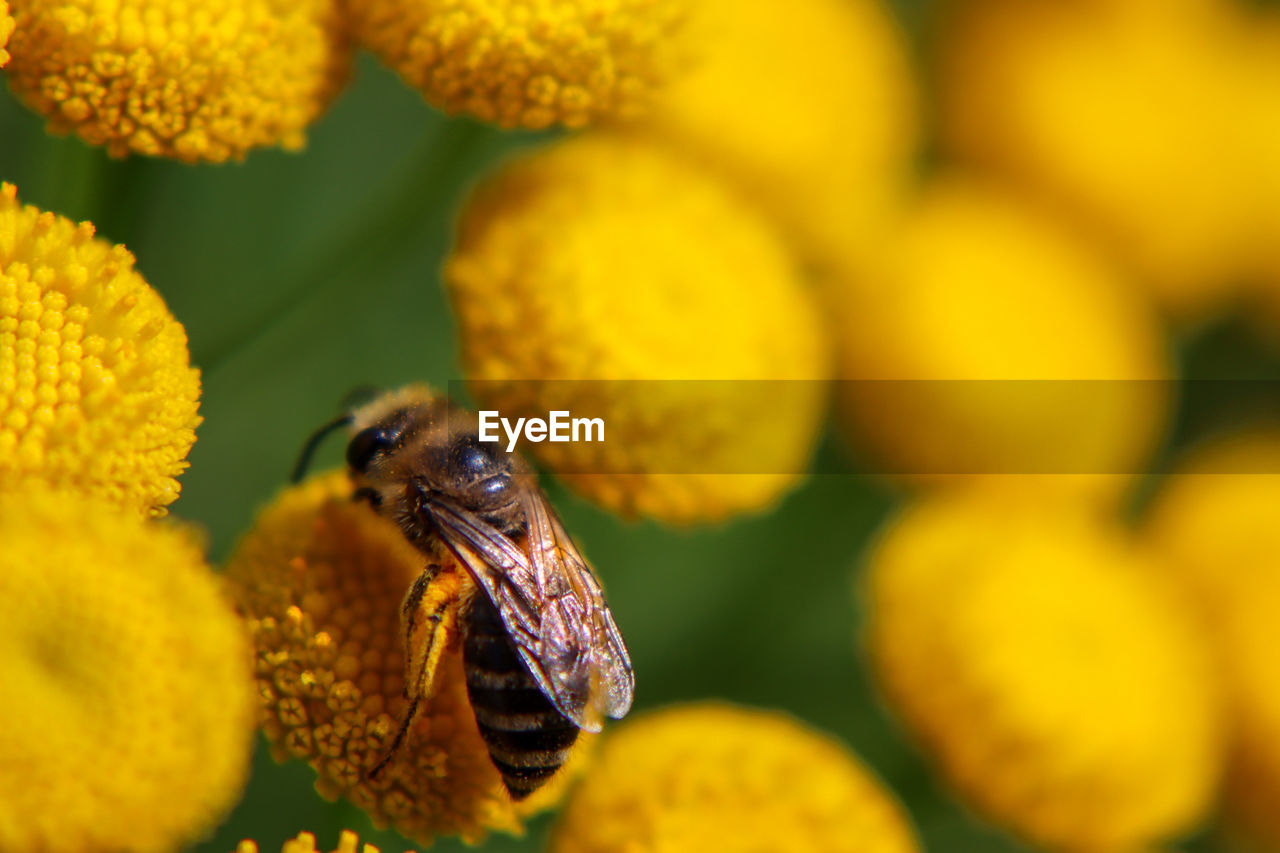 Close-up of insect on yellow flower bee