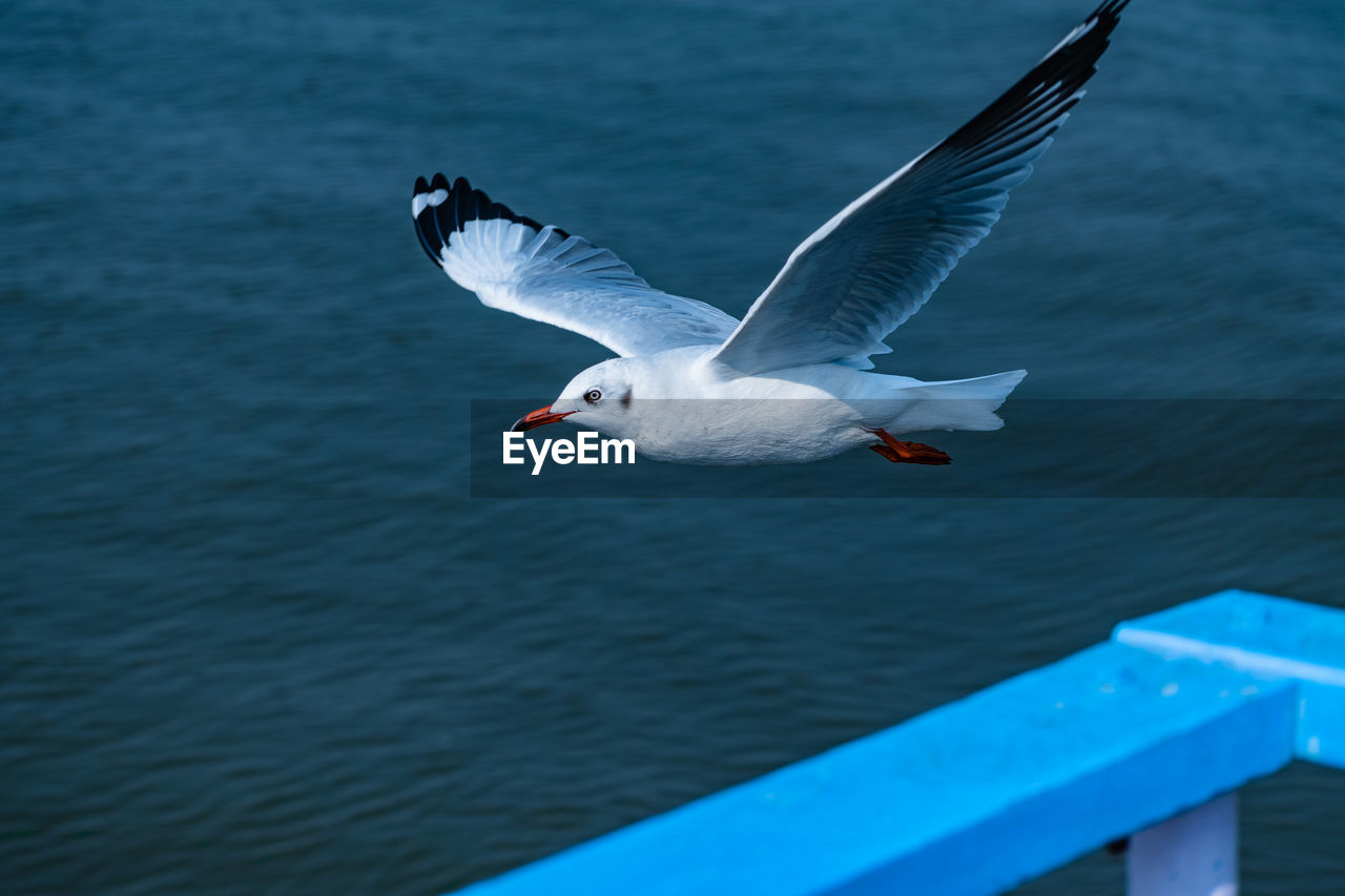 Flying seagull