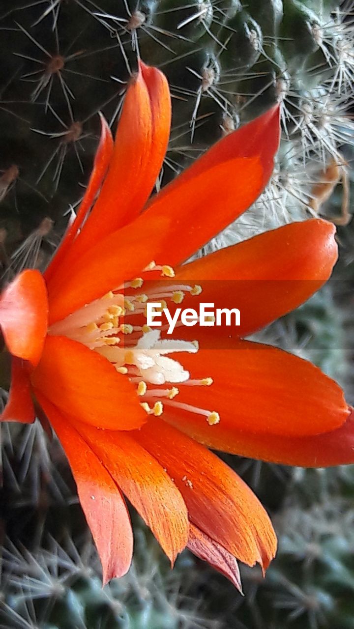 CLOSE-UP OF ORANGE FLOWER ON PLANT