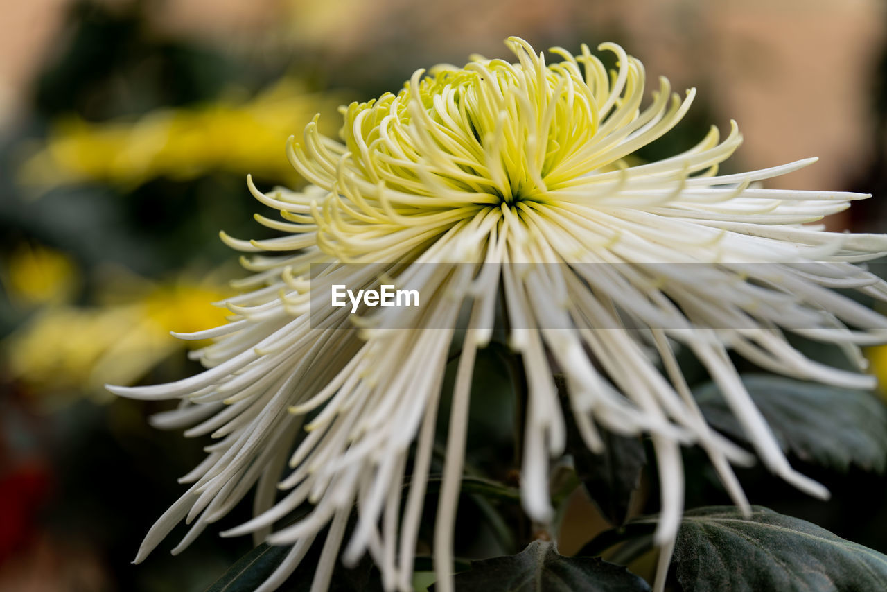 Close-up of white flowering plant