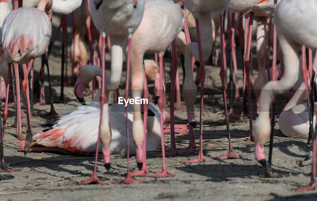 LOW SECTION VIEW OF BIRDS IN WATER