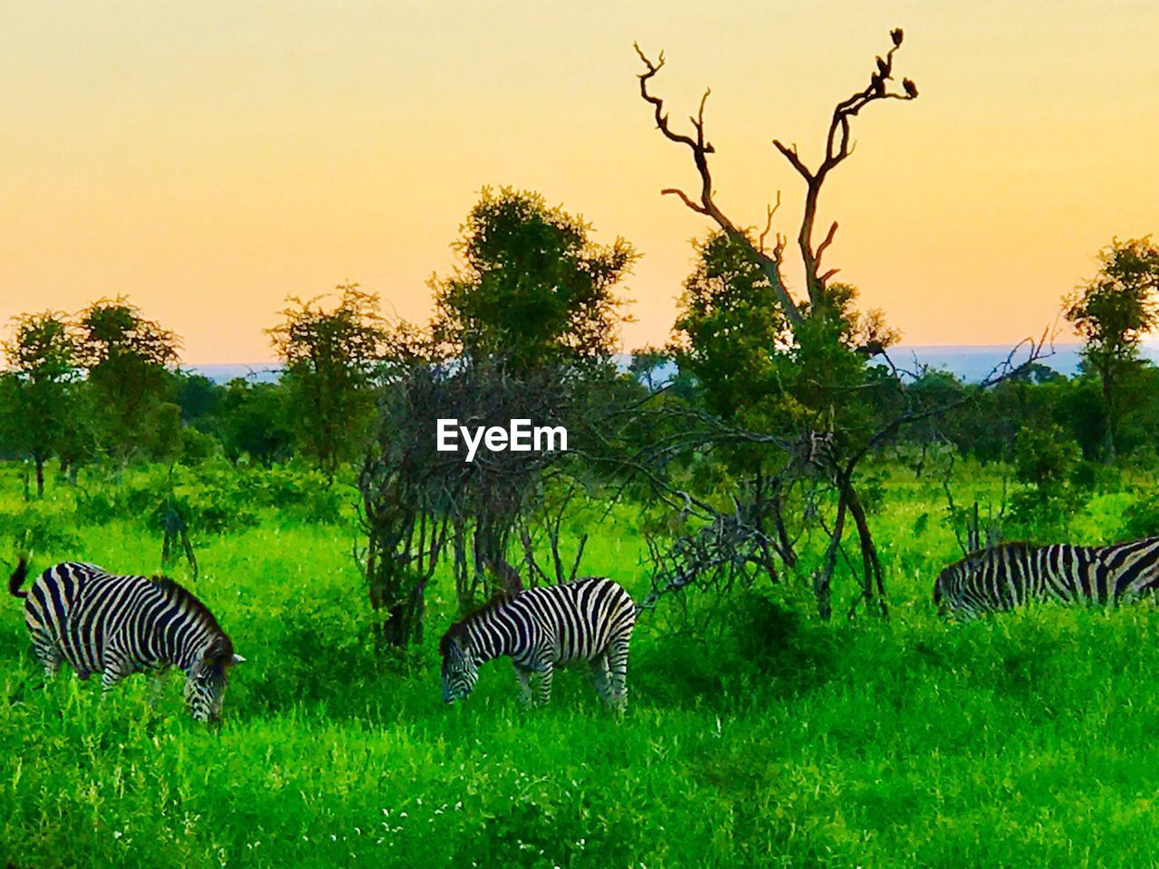 VIEW OF ZEBRA ON GRASS AGAINST SKY DURING SUNSET
